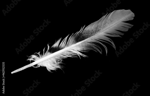 a gray feather on a black isolated background