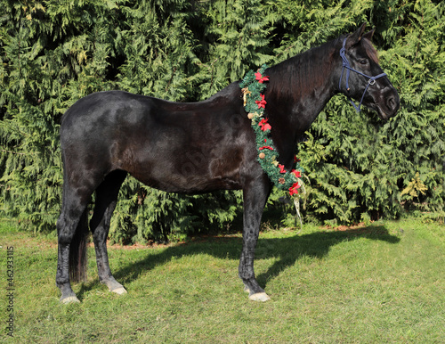 Beautiful portrait of a young saddle horse in christmas wreath decoration as a christmas background