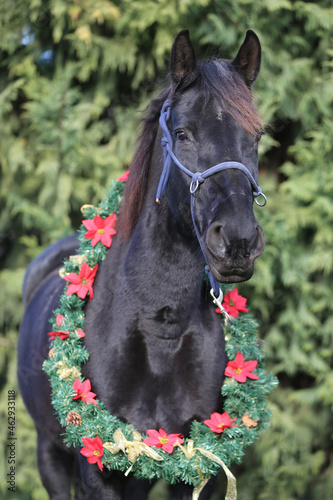 Beautiful portrait of a young saddle horse in christmas wreath decoration as a christmas background