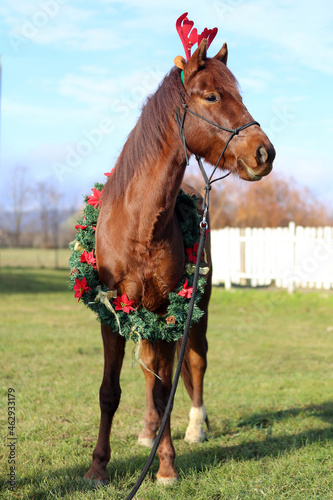  Horse waiting for Santa Claus