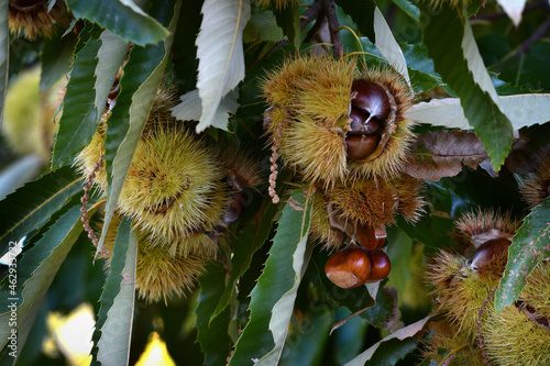 Chestnuts are about to fall from the ripe hadgehogs hanging on the tree during the harvest time in the fall season. Chestnut harvest time in October. Italy.