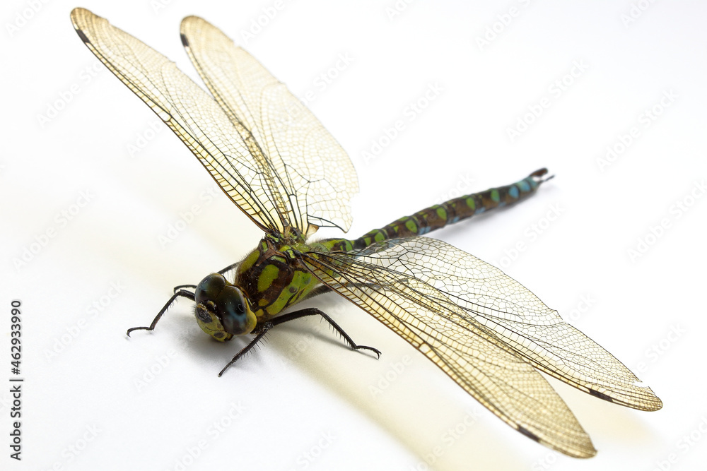 Dragonfly is a very good flying predatory insect Dragonfly is a very good flying predatory insect