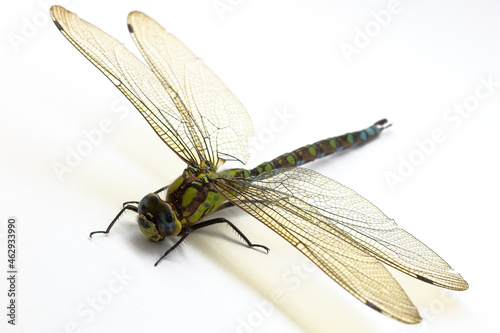 Dragonfly is a very good flying predatory insect