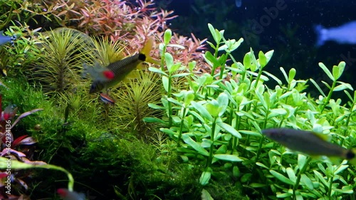 lush underwater vegetation in a beautiful planted aquascape with healthy plants and piece of driftwood, iwagumi Amano style nature aquarium, fast moving blurred fish