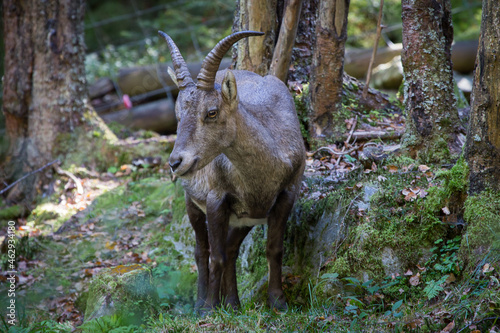Cute chamois searching for food in the forest