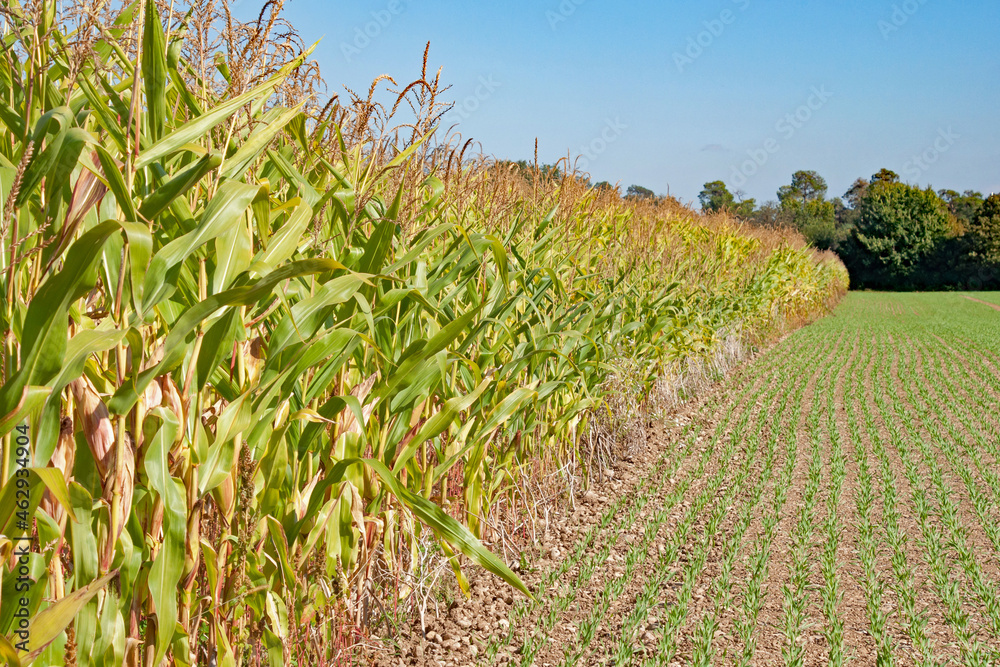 Obraz premium Maisfeld