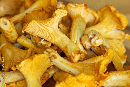 chanterelles mushrooms, seasonal fresh ingredients for cooking, golden, autumn, vitamins, chanterelle cut, only mushrooms, summer food, tasty, yummy, keto diet, wooden, healthy, delicious, fungi