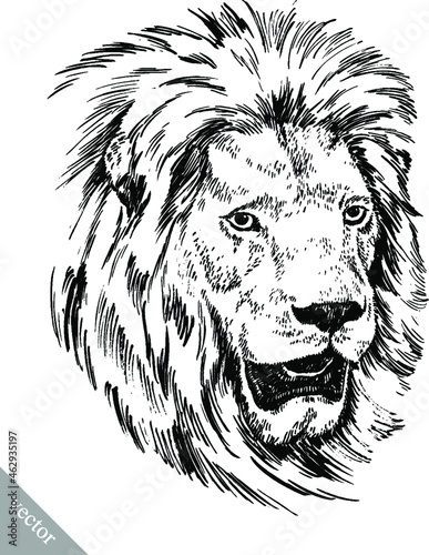 Fototapeta Naklejka Na Ścianę i Meble -  black and white brush painting ink draw vector isolated lion illustration