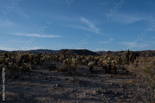 Joshua Tree  desert landscape