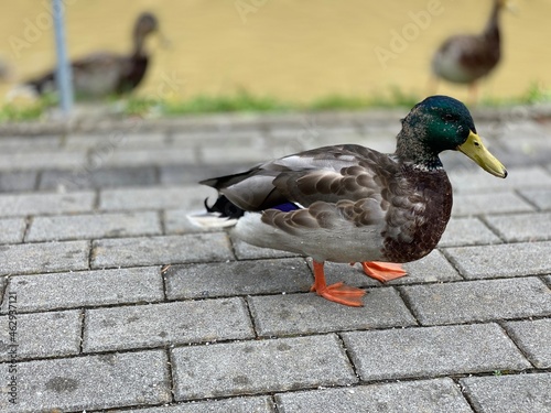 wild duck walking on the sidewalk looking for food