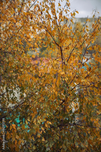 Autumn  birch covered with yellow-green leaves