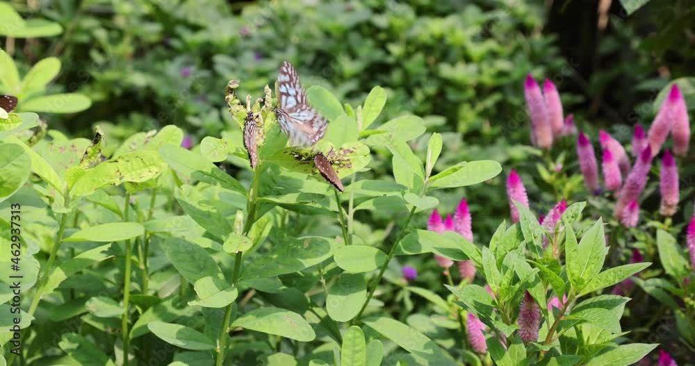 various butterflies (Common Tiger, Contiguous Swift, Five-dot Sergeant) in Hong Kong Island various butterflies (Common Tiger, Contiguous Swift, Five-dot Sergeant) in Hong Kong Island