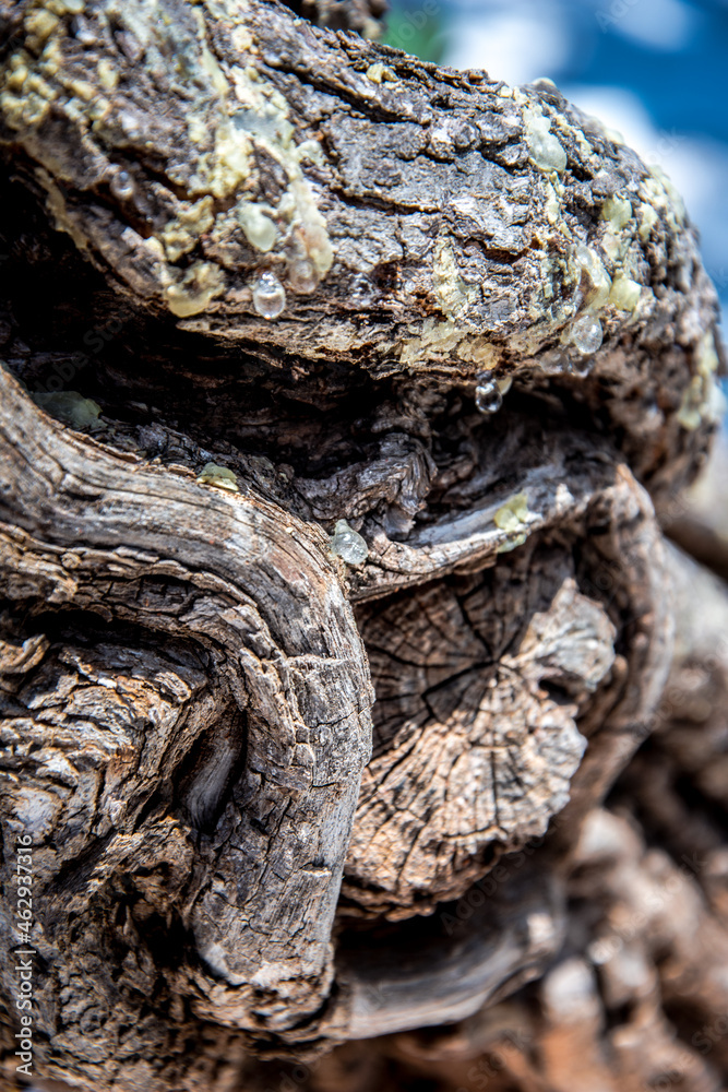 Mastic tree with mastic tears in Chios island, Greece. Mastic tree with mastic tears in Chios island, Greece.