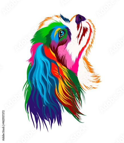 Cavalier king charles spaniel from multicolored paints. Splash of watercolor, colored drawing, realistic. Vector illustration of paints