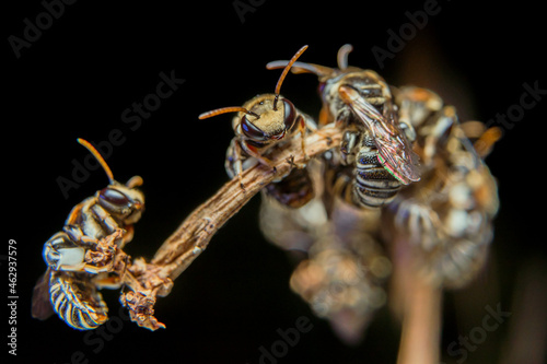 Fotografie A swarm of Apis Trigona bees perch on a dry stem to rest