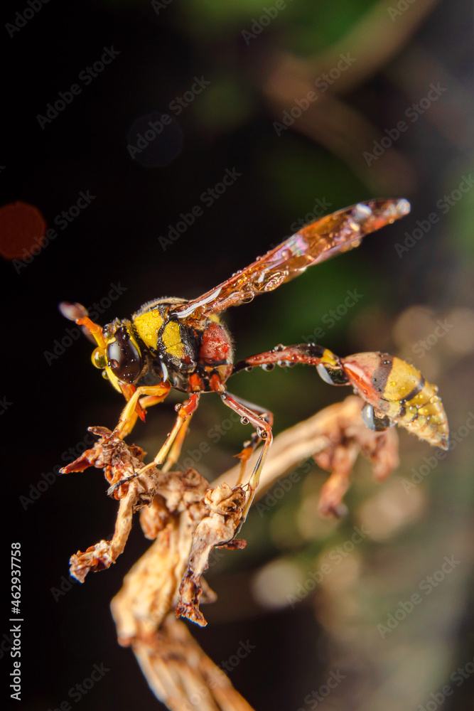 Fototapeta premium the yellow jacket is perched on the grass taken at close range