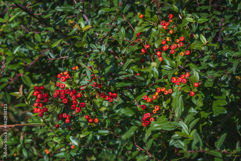 Pyracantha is a perennial evergreen shrub with shiny red berries on a sunny autumn day. Ornamental shrub in autumn. Plants of the Black Sea coast of the Caucasus.