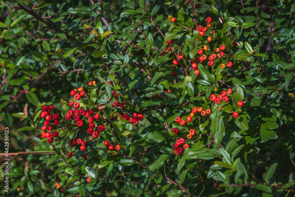 Pyracantha is a perennial evergreen shrub with shiny red berries on a sunny autumn day. Ornamental shrub in autumn. Plants of the Black Sea coast of the Caucasus. Pyracantha is a perennial evergreen shrub with shiny red berries on a sunny autumn day. Ornamental shrub in autumn. Plants of the Black Sea coast of the Caucasus.