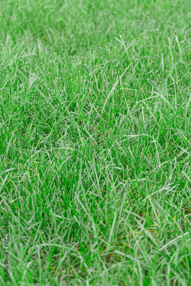 Morning dew on tall green grass Morning dew on tall green grass