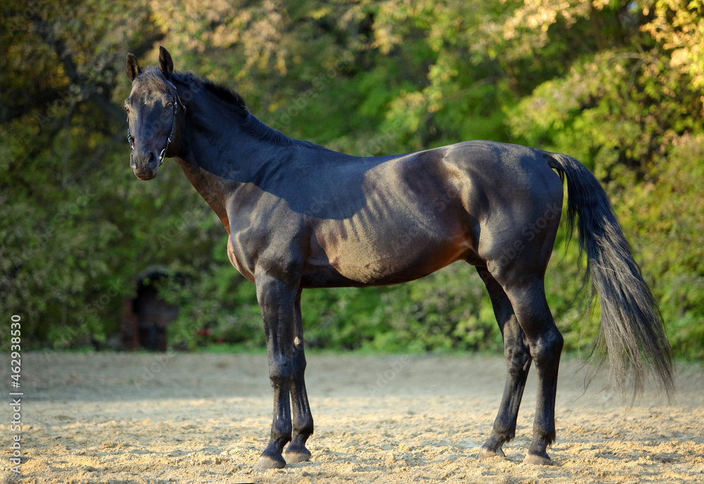 Thoroughbred race horse portrait in autumn forest Thoroughbred race horse portrait in autumn forest
