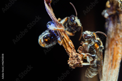 A swarm of Apis Trigona bees perch on a dry stem to rest photo