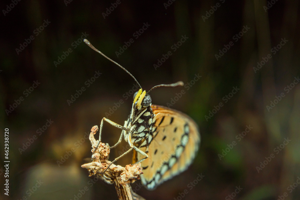 Fototapeta premium the butterfly is perching on the flower to find food