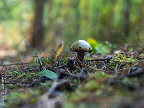 A small mushroom with a brown cap in focus
