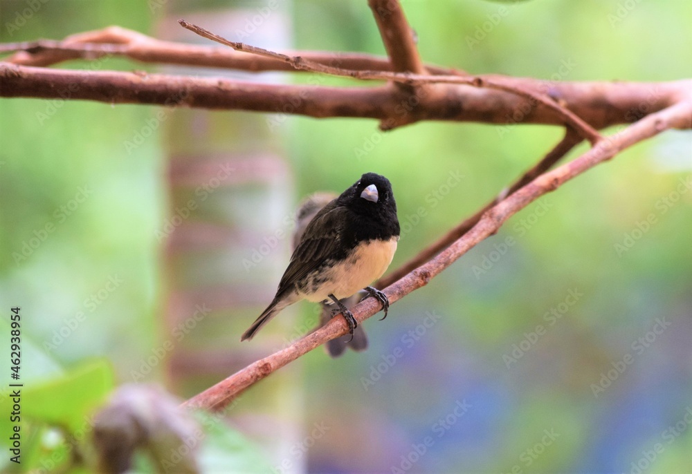 Fototapeta premium baiano - bico-de-prata - chupinha