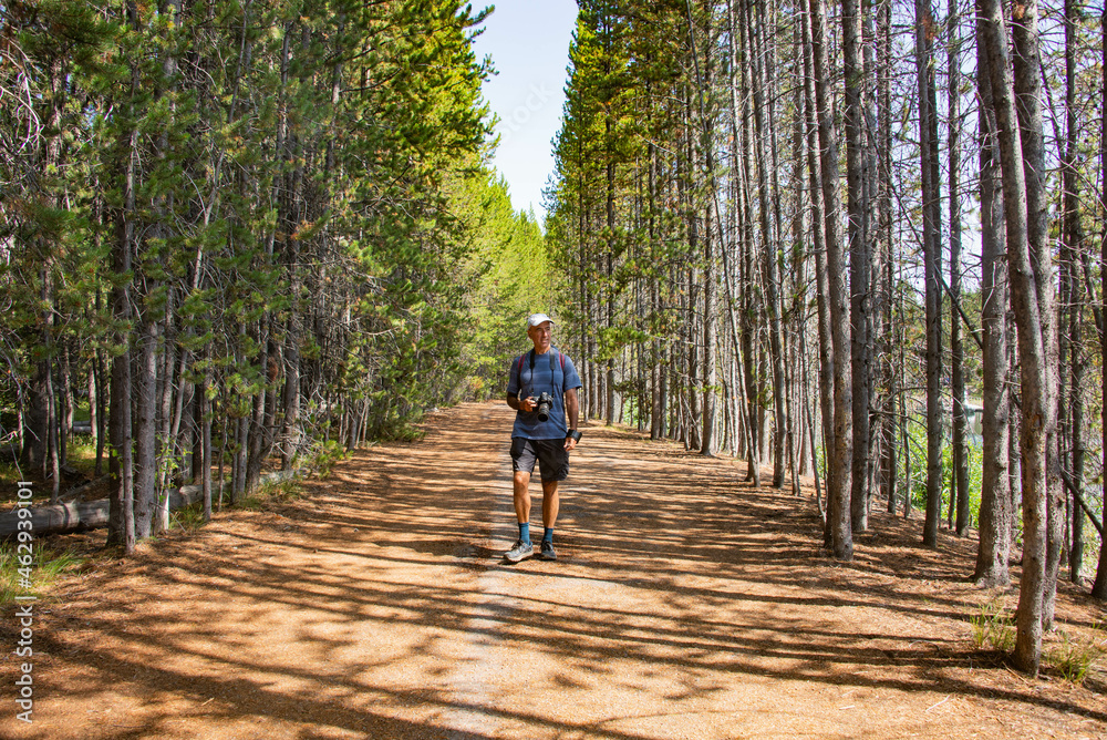 Obraz premium Walking in the forest near Jackson Lake, Grand Teton National Park, Wyoming, USA 