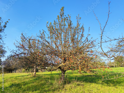 apple tree on rural meadow
 photo