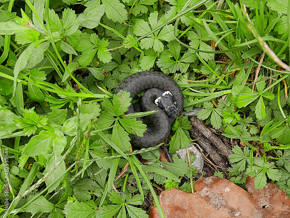 closeup photography of a snake, Natrix astreptophora, barred grass snake, Natrix natrix