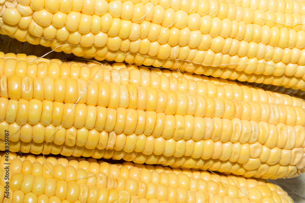 An ear of boiled corn with yellow grains An ear of boiled corn with yellow grains