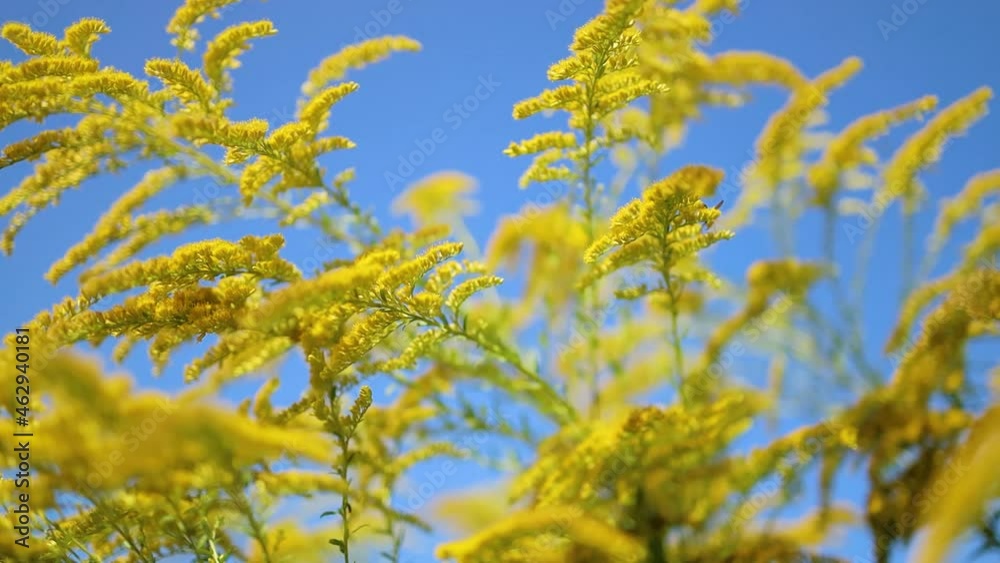 Blooming yellow flower plant on a sunny day with blue sky and clouds. Blooming yellow flower plant on a sunny day with blue sky and clouds.