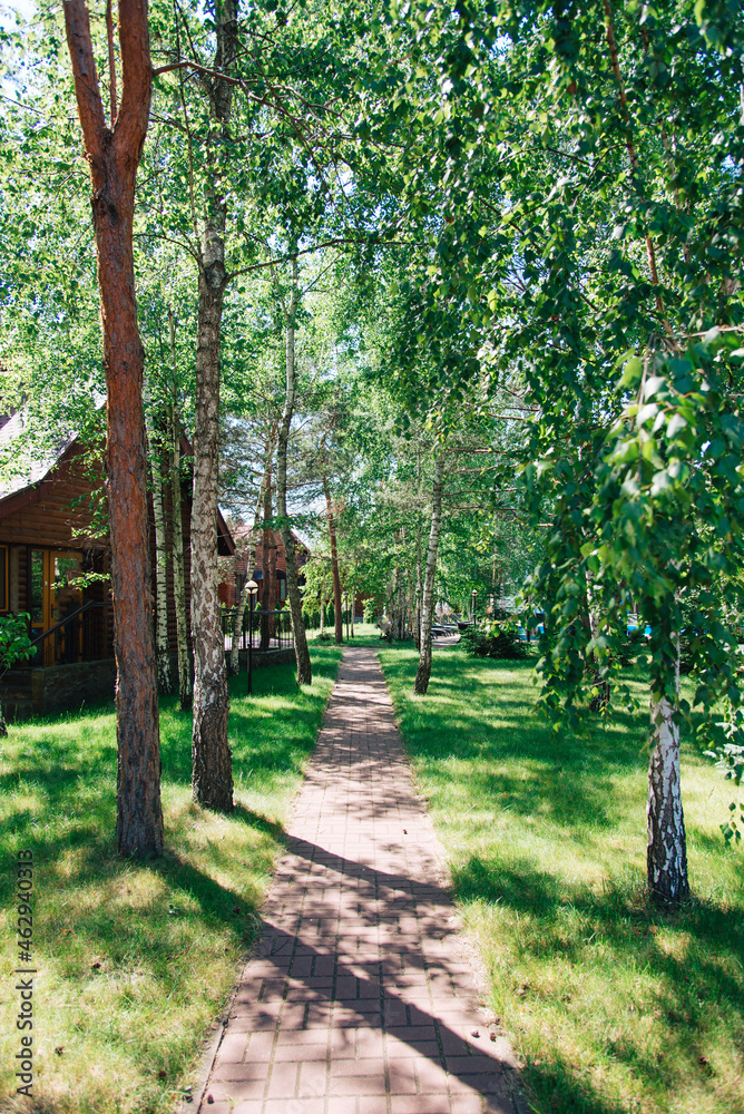 Alley with birches and pines in the park. Alley with birches and pines in the park.