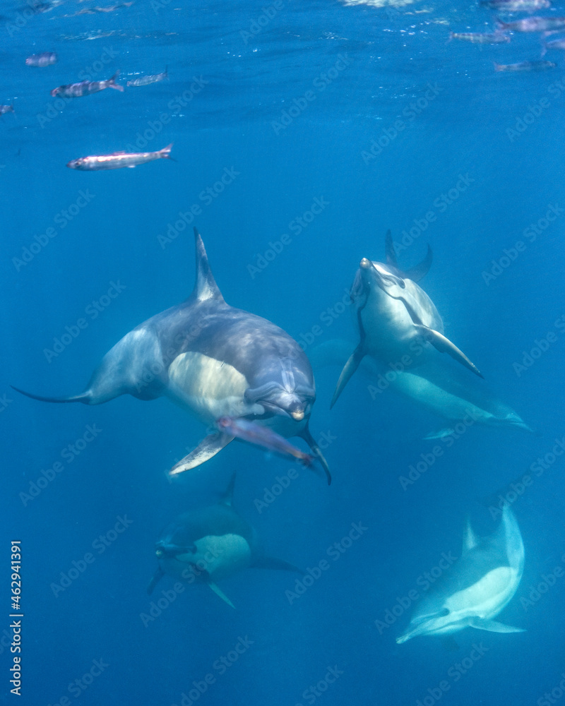 Obraz premium Long-beaked common dolphin (Delphinus capensis) pod hunting Southern African pilchard (Sardinops sagax) during South Africa's sardine run.
