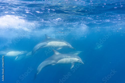 Long-beaked common dolphin (Delphinus capensis) pod hunting Southern African pilchard (Sardinops sagax) during South Africa's sardine run. © Janos