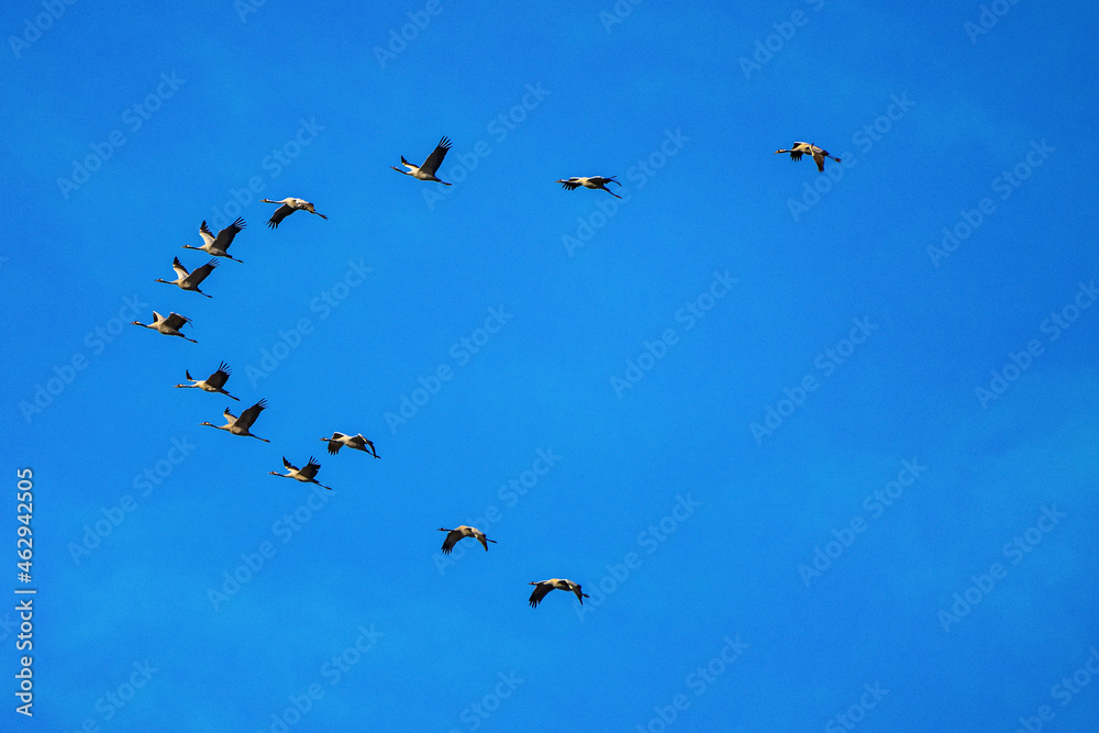 Common crane, Grus grus in Monfrague National Park. Extremadura, Spain Common crane, Grus grus in Monfrague National Park. Extremadura, Spain