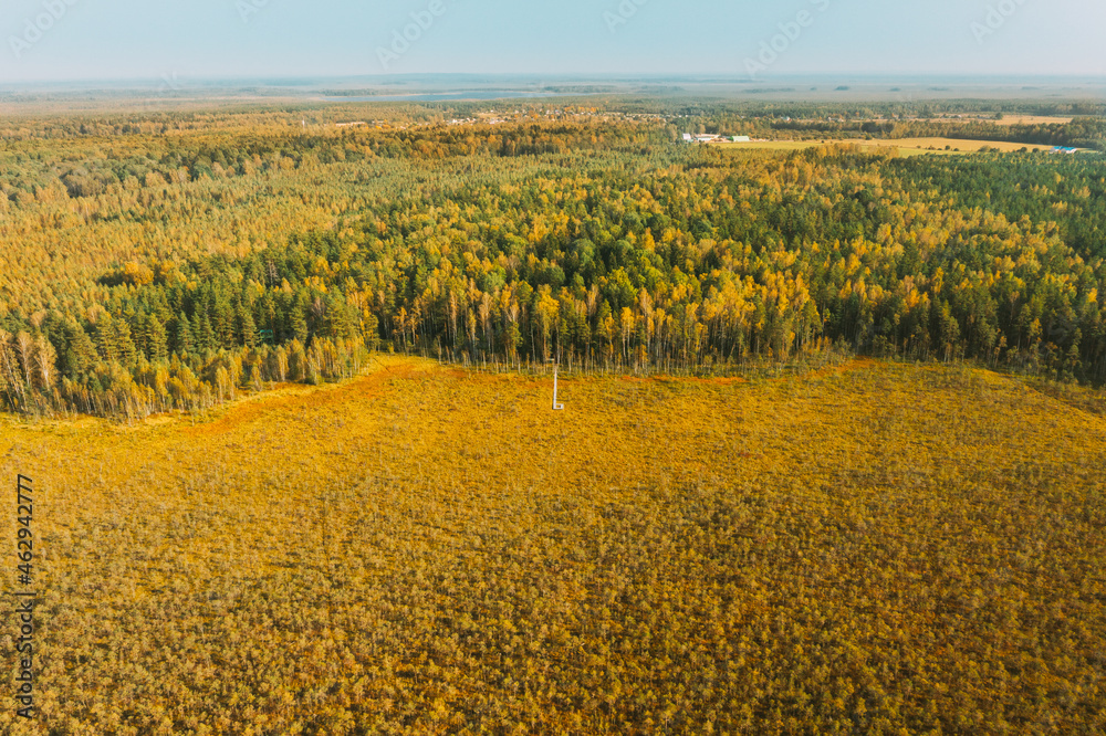 Belarus, Berezinsky Biosphere Reserve. Aerial Bird's-eye View Of Wooden path way pathway from marsh swamp to forest In Autumn Sunny Day. Panorama, Panoramic View