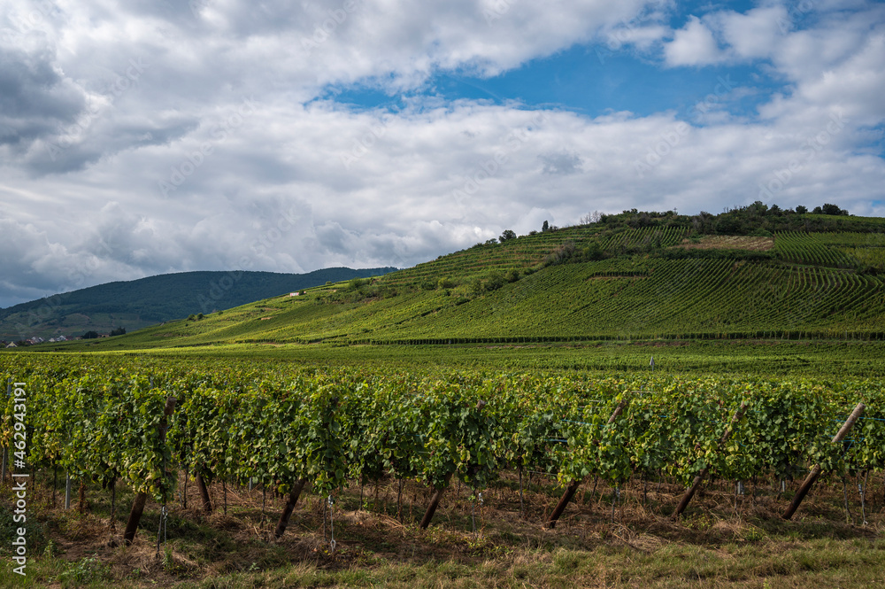 Fototapeta premium vineyard in region