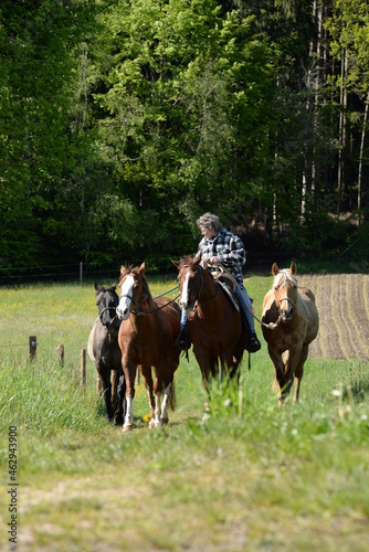 Vier in einer Reihe. Frau reitet und hat 3 Pferde neben sich © Grubärin