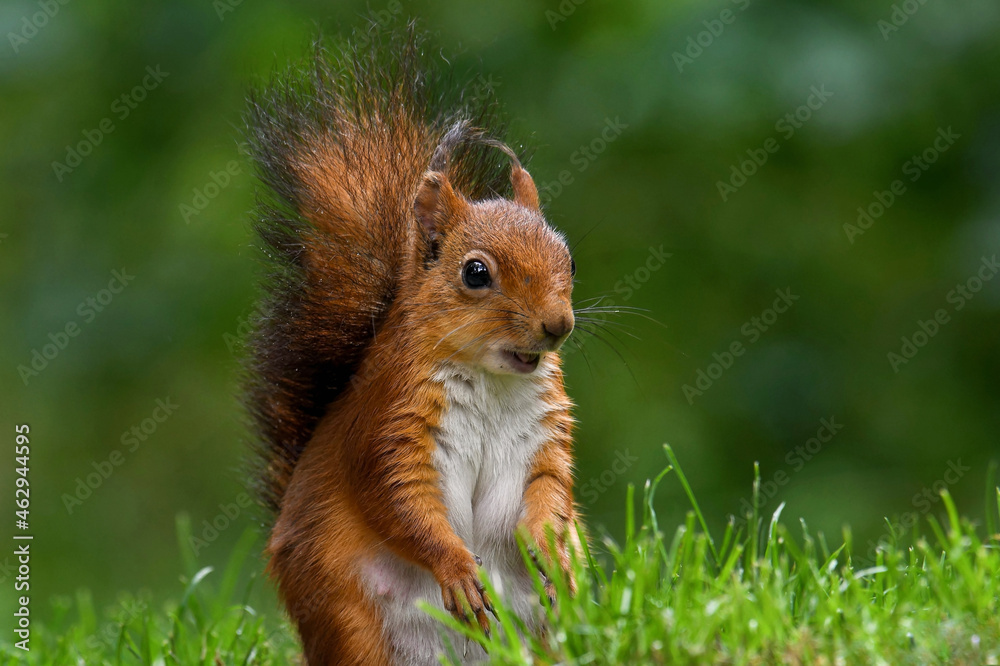 Eichhörnchen
Eichhörnchen