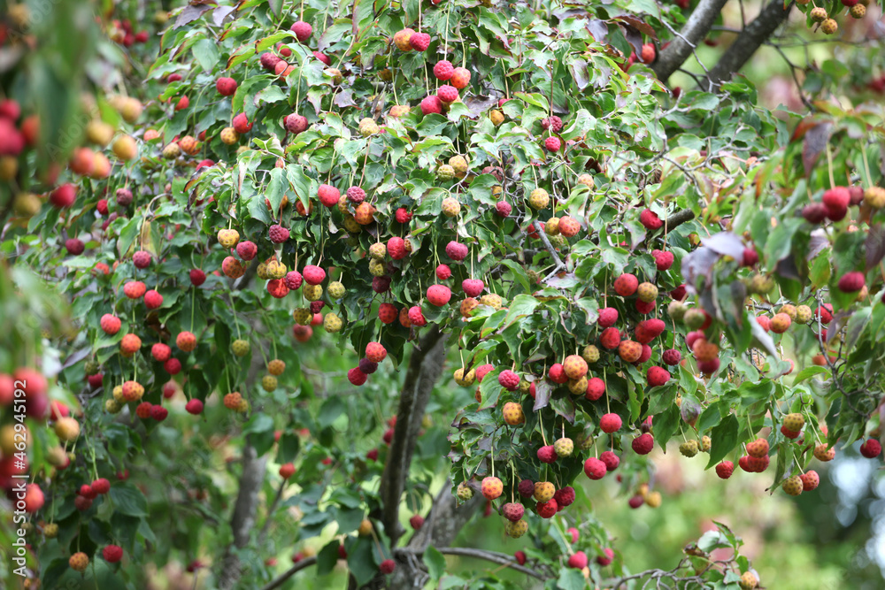 Kousa dogwood fruit hanging on a branch