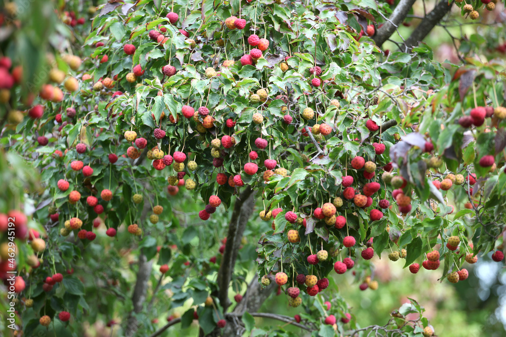 Kousa dogwood fruit hanging on a branch Kousa dogwood fruit hanging on a branch