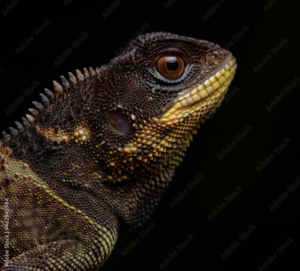 Fototapeta premium bearded dragon lizard