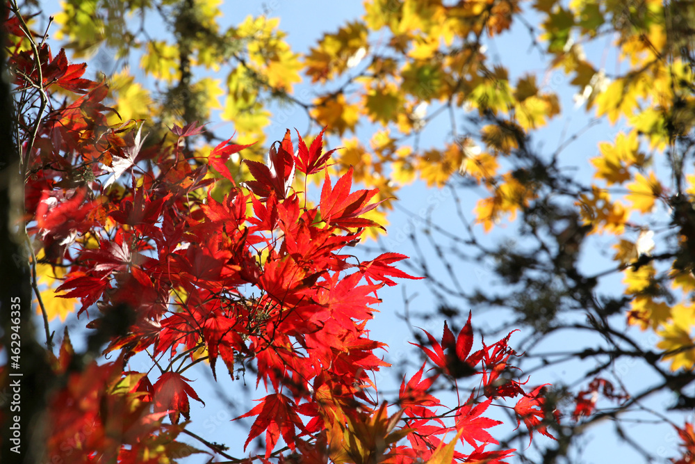 Clusters of red autumnal Japanese maple leaves hanging of a branch Clusters of red autumnal Japanese maple leaves hanging of a branch