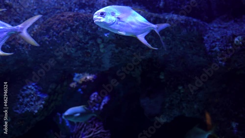 Underwater aquatic life, The permit fish is a game fish of the western Atlantic Ocean belonging to the family Carangidae. Scientific name is Trachinotus falcatus, Higher classification as Pompano photo