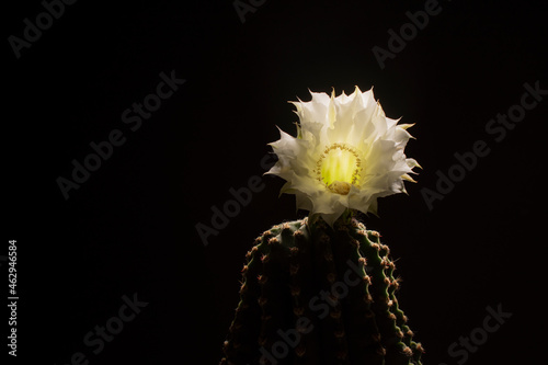 flowering cactus. White flower. Black background. photo