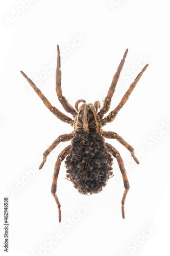 Mother wolf spider covered in spiderlings