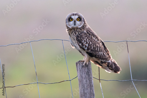 Short eared owl Asio flammeus perched on wire fence post at dusk in winter