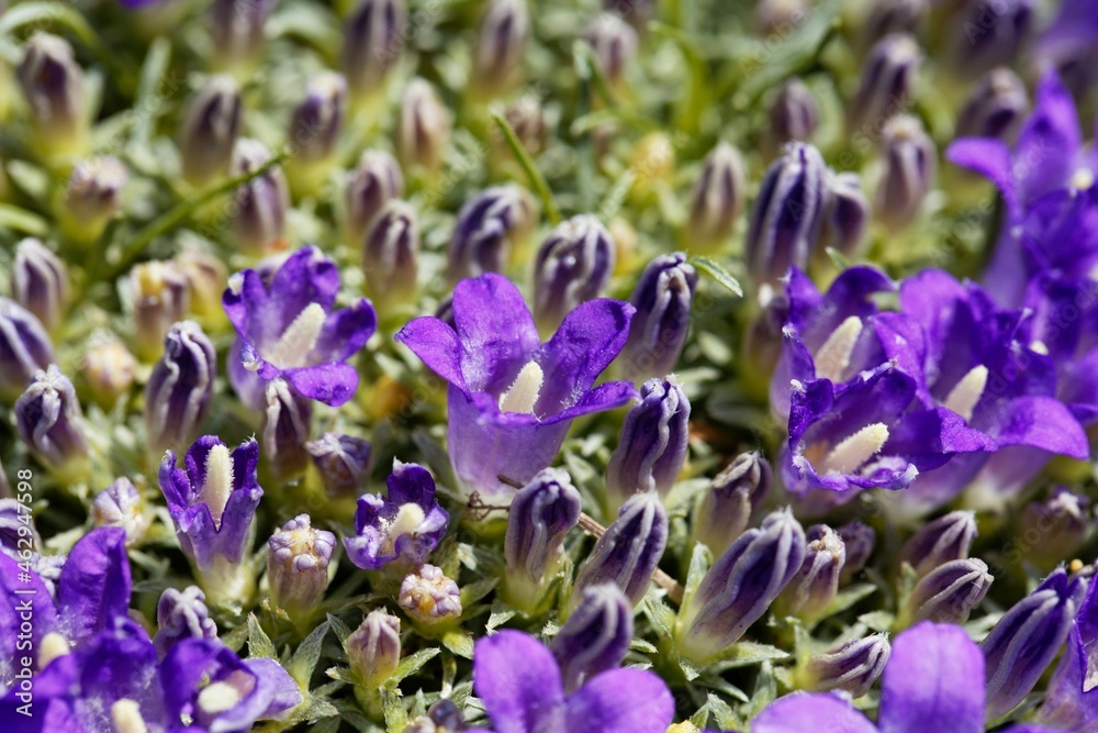 Silvery dwarf harebell, Edraianthus pumilio Silvery dwarf harebell, Edraianthus pumilio